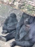恩賜上野動物園に投稿された画像（2024/11/19）