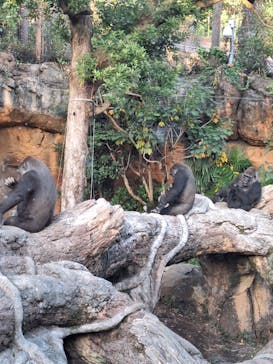 恩賜上野動物園に投稿された画像（2024/11/18）