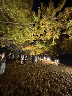 国営昭和記念公園 秋の夜散歩に投稿された画像（2024/11/18）