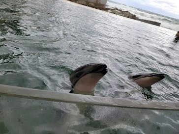 城崎マリンワールドに投稿された画像（2024/11/19）