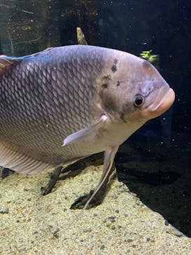 カワスイ 川崎⽔族館に投稿された画像（2024/11/19）