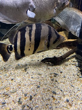 カワスイ 川崎⽔族館に投稿された画像（2024/11/19）