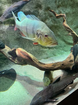 カワスイ 川崎⽔族館に投稿された画像（2024/11/19）