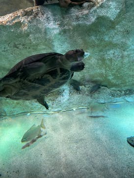カワスイ 川崎⽔族館に投稿された画像（2024/11/19）