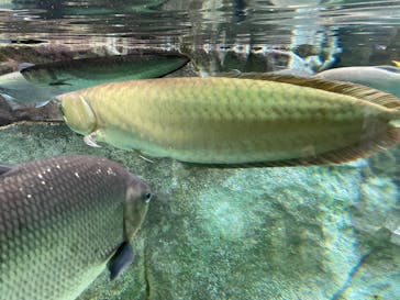 カワスイ 川崎⽔族館に投稿された画像（2024/11/19）