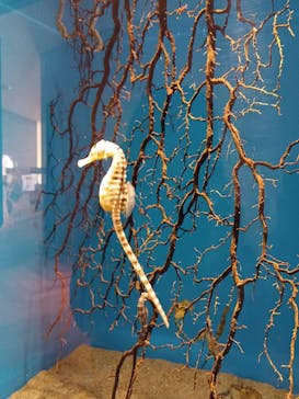 アクアワールド茨城県大洗水族館に投稿された画像（2024/11/19）