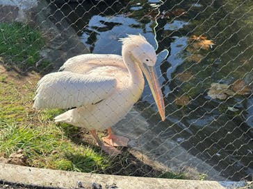 名古屋市東山動植物園に投稿された画像（2024/11/19）
