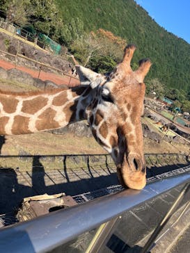 伊豆アニマルキングダムに投稿された画像（2024/11/19）