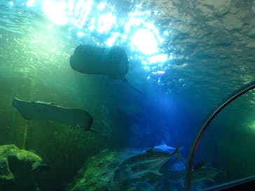 串本海中公園水族館に投稿された画像（2024/11/19）