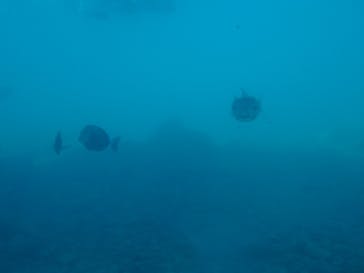 串本海中公園水族館に投稿された画像（2024/11/19）