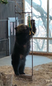 のぼりべつクマ牧場に投稿された画像（2024/11/19）