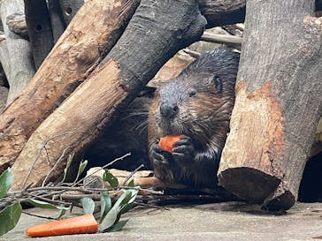 神戸どうぶつ王国に投稿された画像（2024/11/19）