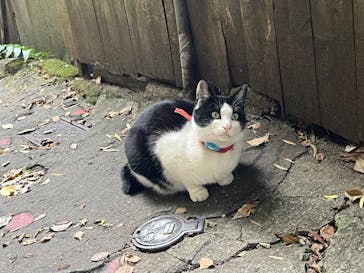 千光寺山ロープウェイに投稿された画像（2024/11/19）