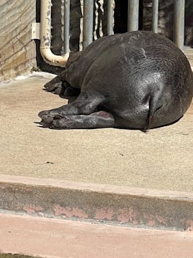 名古屋市東山動植物園に投稿された画像（2024/11/19）