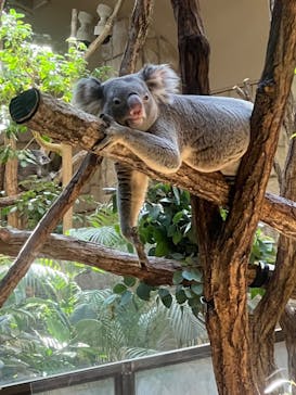 名古屋市東山動植物園に投稿された画像（2024/11/19）