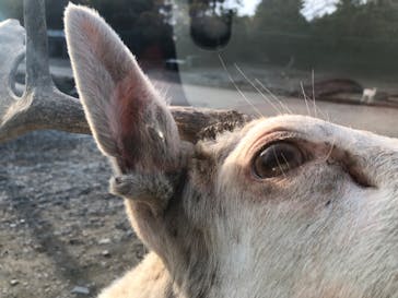 那須サファリパークに投稿された画像（2024/11/19）