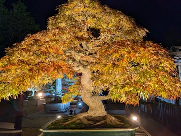 国営昭和記念公園 秋の夜散歩に投稿された画像（2024/11/19）