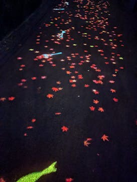 国営昭和記念公園 秋の夜散歩に投稿された画像（2024/11/19）