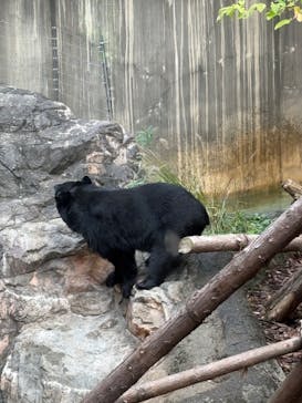 恩賜上野動物園に投稿された画像（2024/11/19）