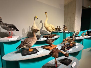 特別展「鳥 ～ゲノム解析が解き明かす新しい鳥類の系統～」国立科学博物館に投稿された画像（2024/11/19）
