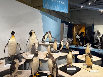 特別展「鳥 ～ゲノム解析が解き明かす新しい鳥類の系統～」国立科学博物館に投稿された画像（2024/11/19）