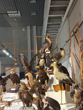 特別展「鳥 ～ゲノム解析が解き明かす新しい鳥類の系統～」国立科学博物館に投稿された画像（2024/11/19）