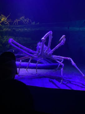 竹島水族館に投稿された画像（2024/11/19）