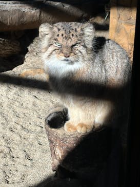 那須どうぶつ王国に投稿された画像（2024/11/19）