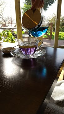 ニューヨークランプミュージアム＆フラワーガーデンに投稿された画像（2024/11/19）