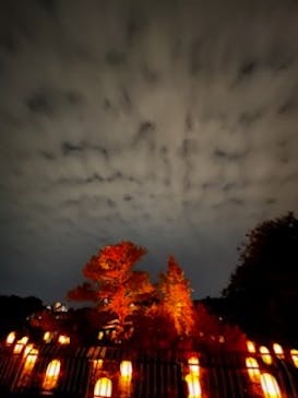 チームラボ ボタニカルガーデン 大阪に投稿された画像（2024/11/19）