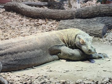 名古屋市東山動植物園に投稿された画像（2024/11/19）