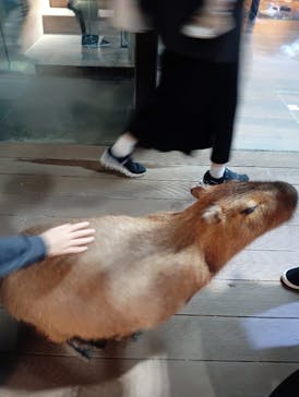 カワスイ 川崎⽔族館に投稿された画像（2024/11/19）