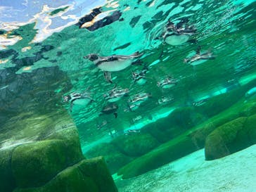 天王寺動物園に投稿された画像（2024/11/19）