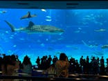 沖縄美ら海水族館に投稿された画像（2024/11/20）