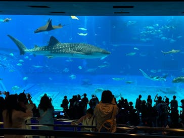 沖縄美ら海水族館に投稿された画像（2024/11/19）