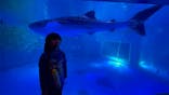 のとじま水族館に投稿された画像（2024/11/20）