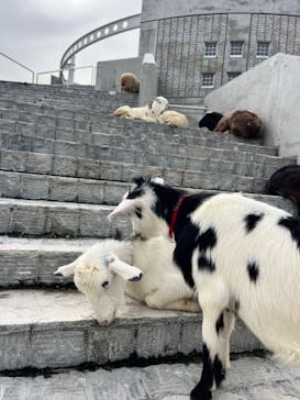 アクアワールド茨城県大洗水族館に投稿された画像（2024/11/20）