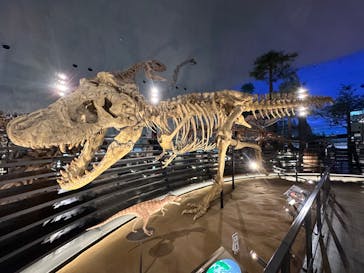 福井県立恐竜博物館に投稿された画像（2024/11/20）