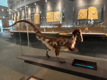 福井県立恐竜博物館に投稿された画像（2024/11/20）