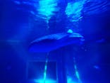 のとじま水族館に投稿された画像（2024/11/20）