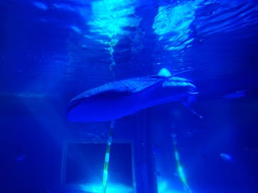 のとじま水族館に投稿された画像（2024/11/20）