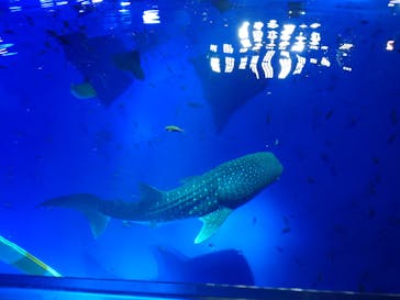 のとじま水族館に投稿された画像（2024/11/20）