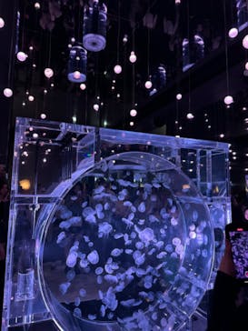 マクセル アクアパーク品川に投稿された画像（2024/11/20）