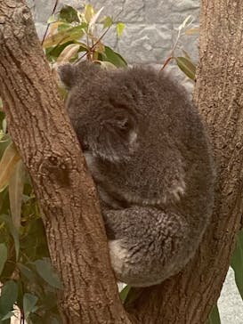 淡路ファームパーク イングランドの丘に投稿された画像（2024/11/20）