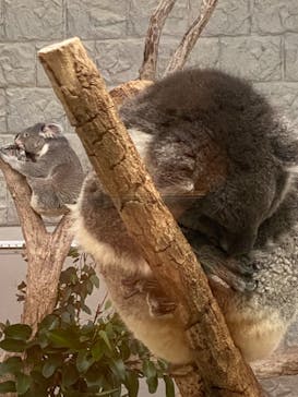 淡路ファームパーク イングランドの丘に投稿された画像（2024/11/20）