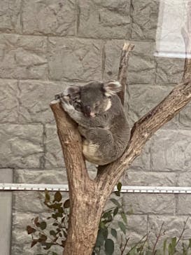 淡路ファームパーク イングランドの丘に投稿された画像（2024/11/20）