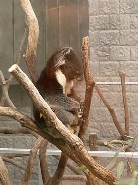 淡路ファームパーク イングランドの丘に投稿された画像（2024/11/20）