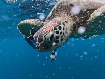 マーレ石垣島に投稿された画像（2024/11/20）