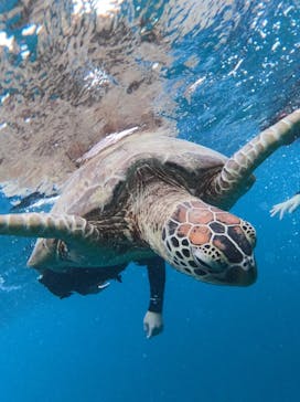 マーレ石垣島に投稿された画像（2024/11/20）