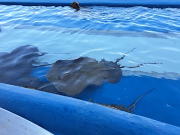 大分マリーンパレス水族館 「うみたまご」に投稿された画像（2024/11/20）